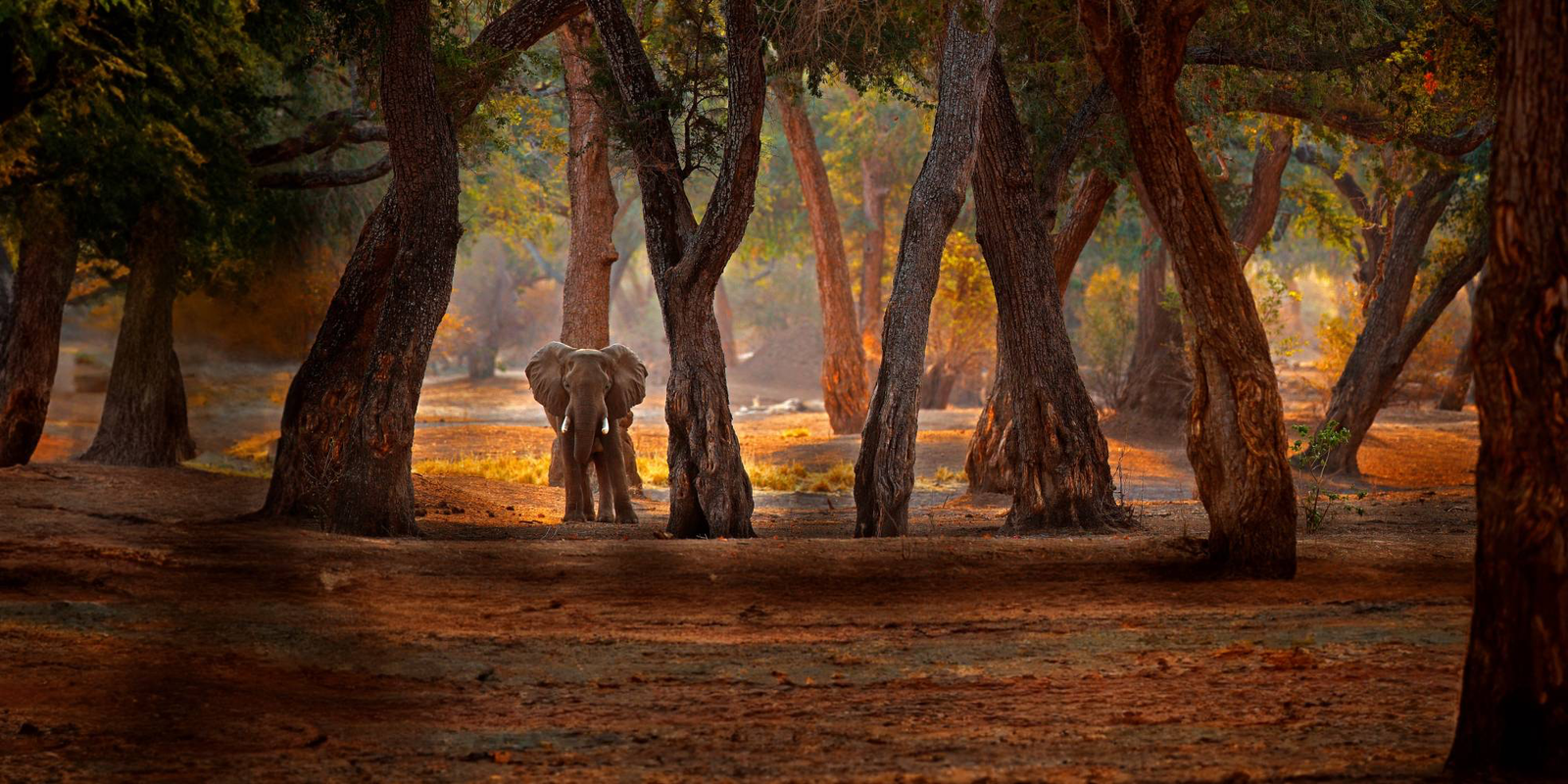 Murchison Falls