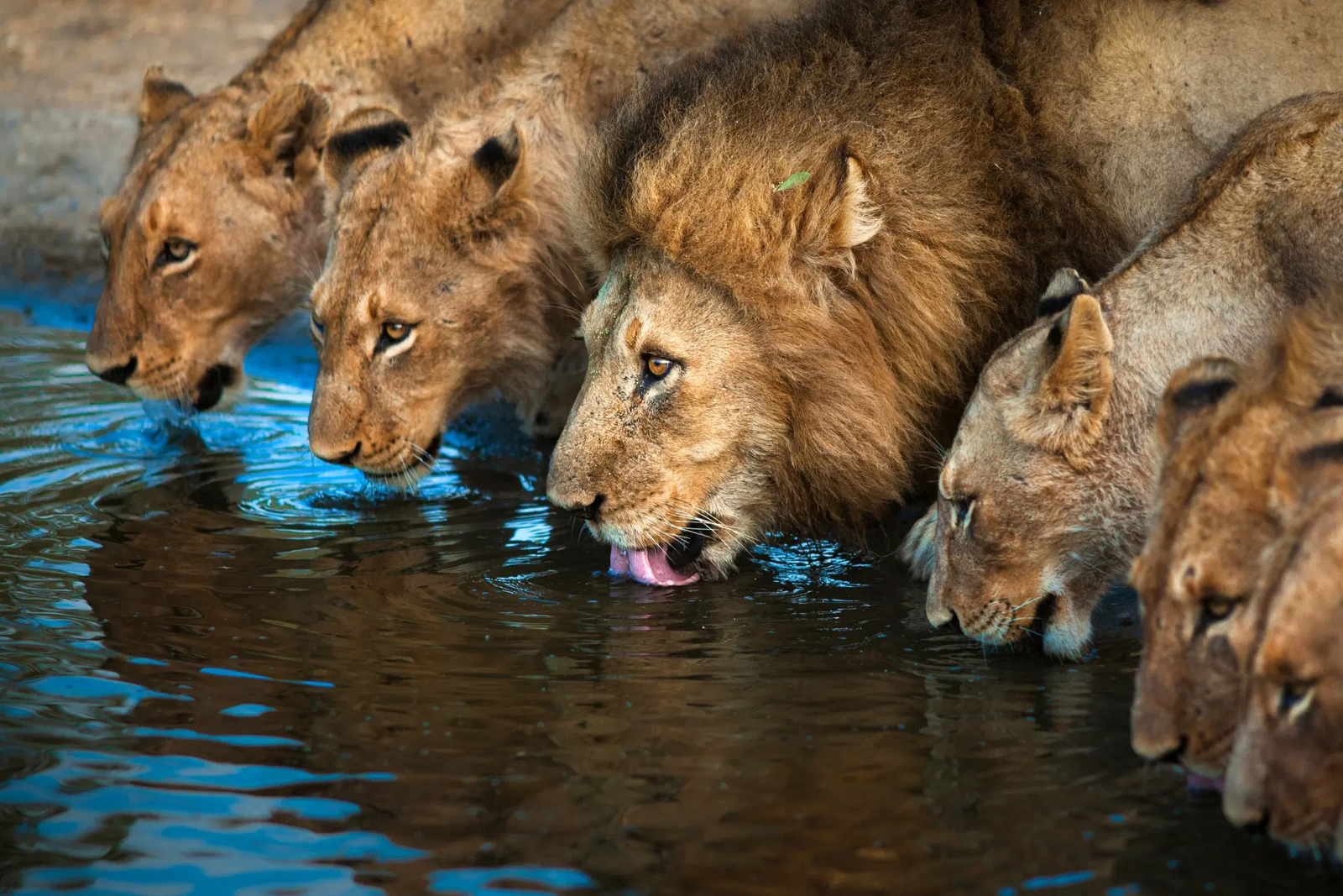 Queen Elizabeth National Park